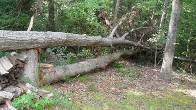 Tree Slaughter lit.jpg